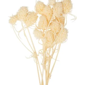 10 petits chardons naturels séchés pour décoration couleur crème