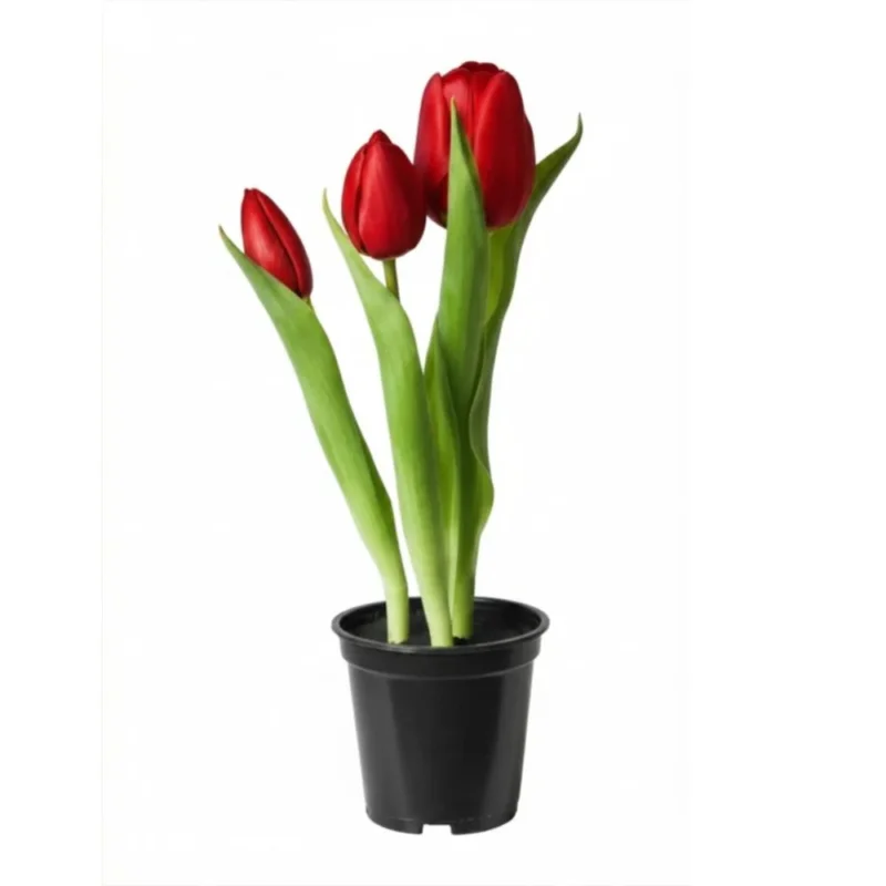 Tulpen 3 Stk. im Topf 25 cm rot